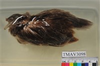 藏品(金背鳩)的圖片